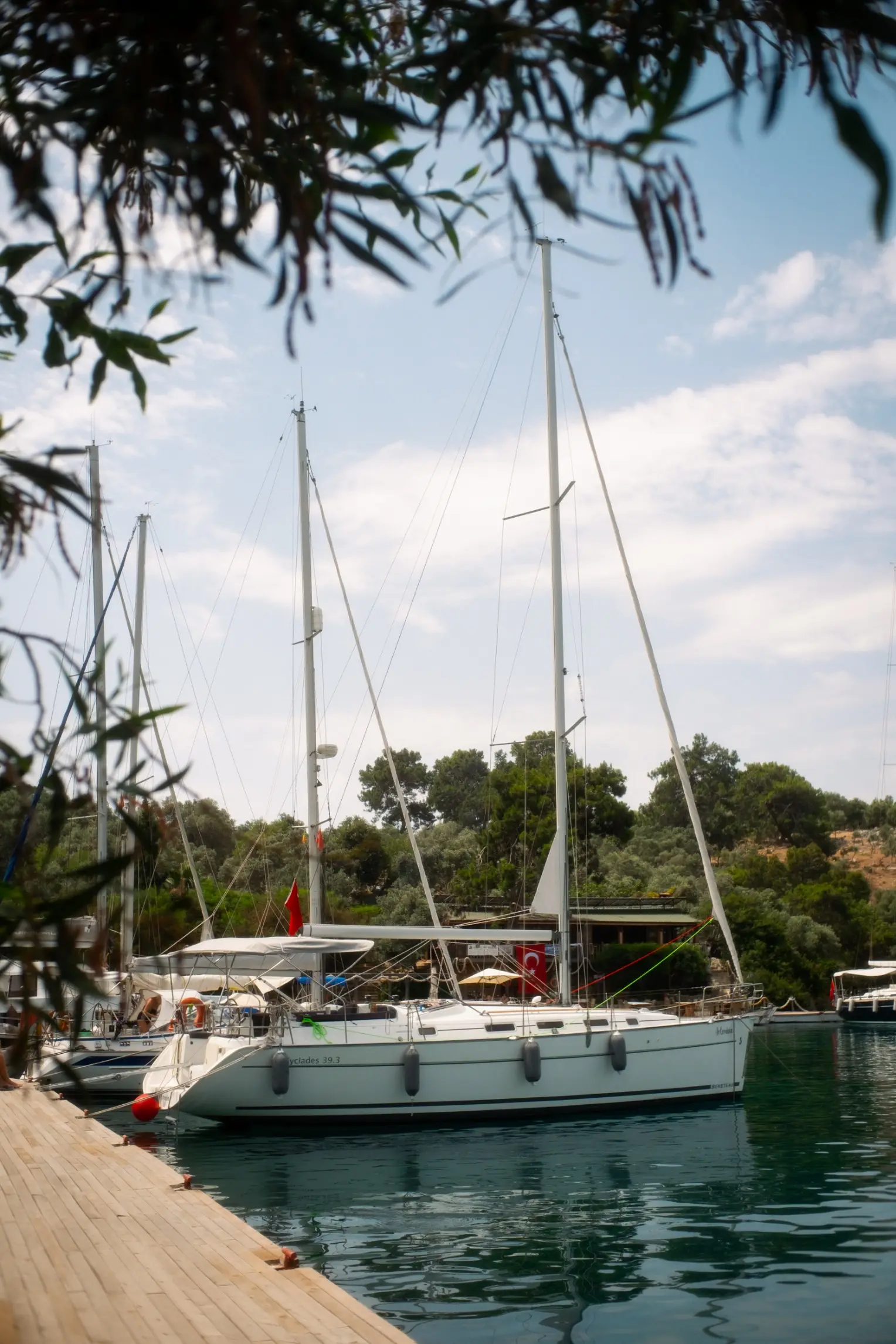 Artemisia, Foto 4